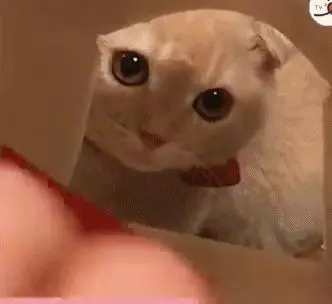 壞心眼主人誘惑貓咪鑽包裝盒,小奶貓鑽進去後,卡在那兒動不了:救命啊!