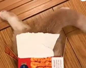 壞心眼主人誘惑貓咪鑽包裝盒,小奶貓鑽進去後,卡在那兒動不了:救命啊!