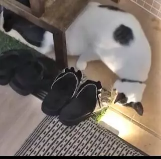 貓咪偷偷拿了家裡的草坪帶回自己的「秘密基地」，主人去討要，貓咪死咬不撒嘴！