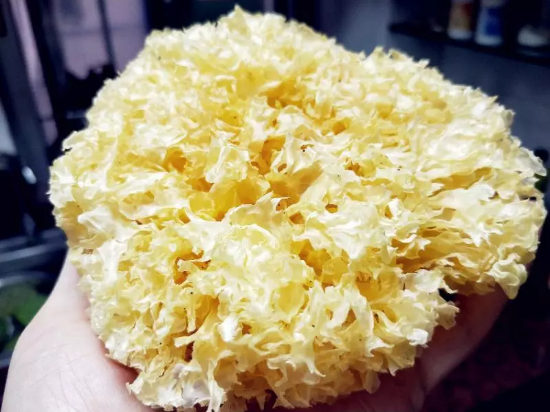 銀耳是用冷水泡還是熱水泡?很多人搞不懂,難怪不出膠還難吃