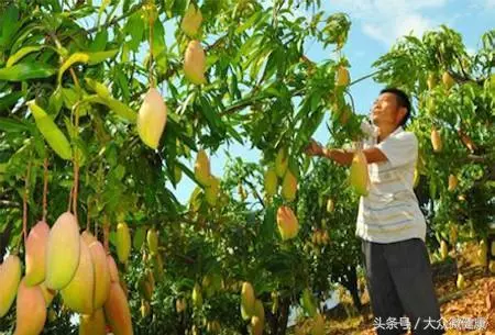 1個芒果可解決6大健康問題,愛吃的人福氣大!