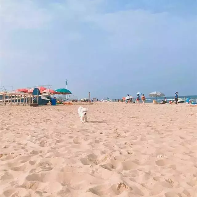 比熊陪主人一同旅行,每個景點都留下了回憶,狗狗:一路相隨