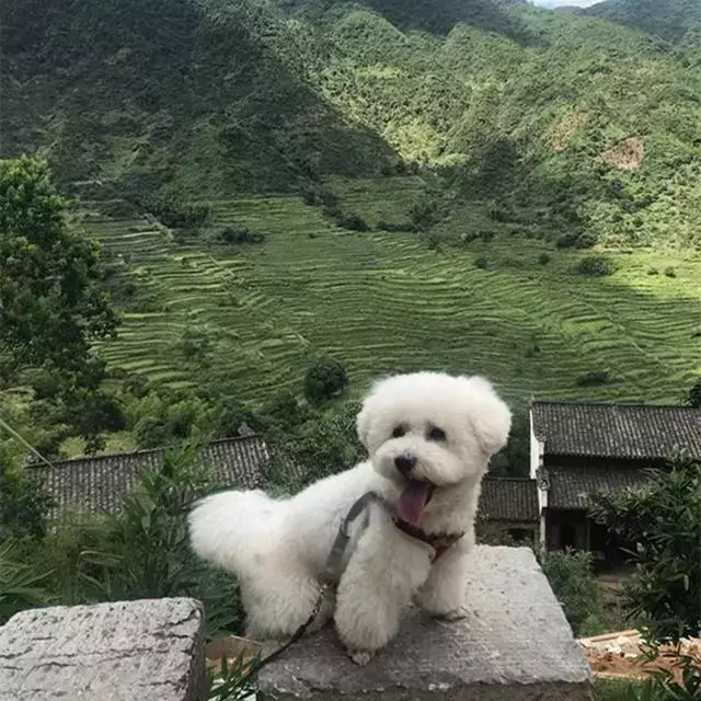 比熊陪主人一同旅行,每個景點都留下了回憶,狗狗:一路相隨