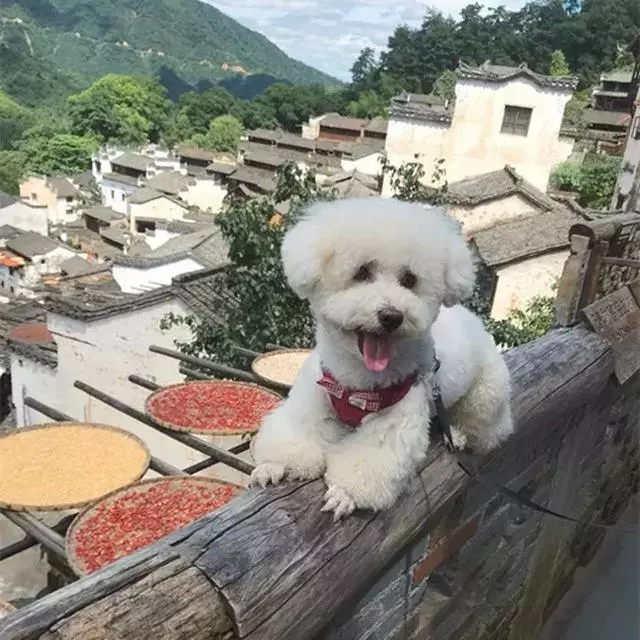 比熊陪主人一同旅行,每個景點都留下了回憶,狗狗:一路相隨