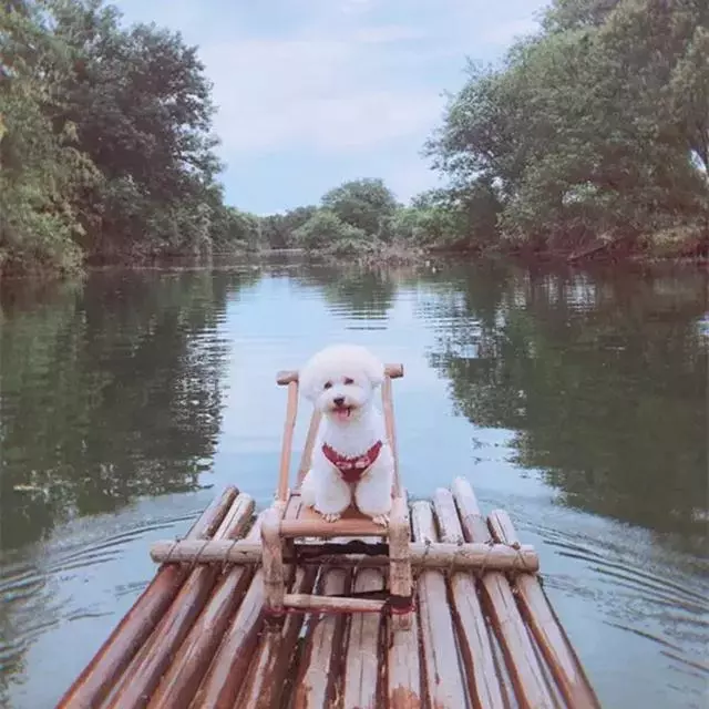 比熊陪主人一同旅行,每個景點都留下了回憶,狗狗:一路相隨