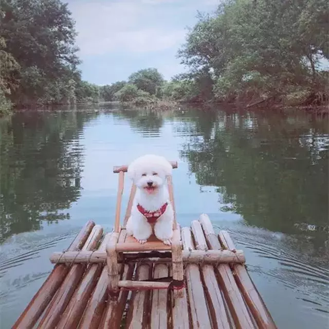 比熊陪主人一同旅行,每個景點都留下了回憶,狗狗:一路相隨