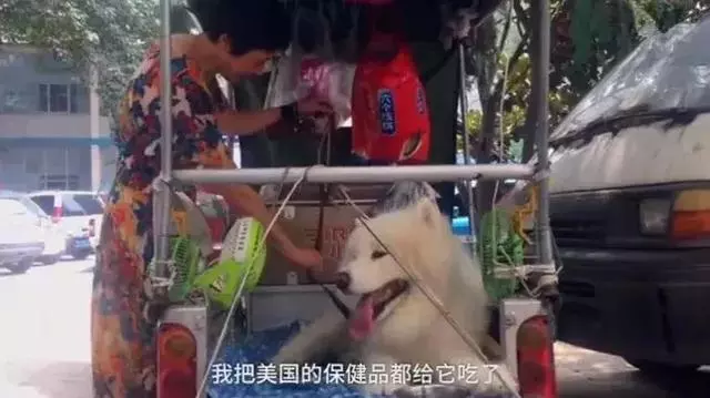 薩摩耶被奶奶當成親孫子,治療後腿花9萬,豪華小車帶著遛彎