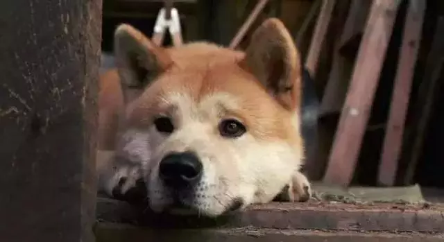 狗狗最愛呆的家中3處地方,鏟屎官用了這個方法,狗狗再也不去了