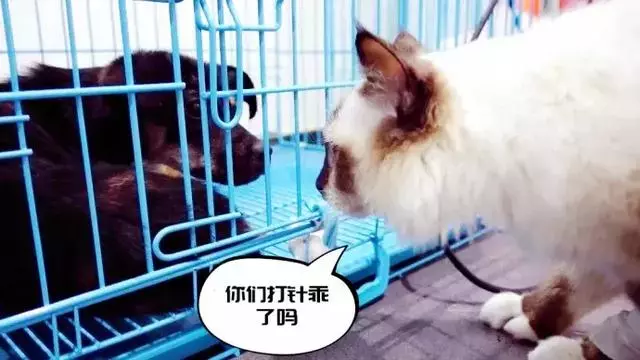 貓咪確診乾性貓傳腹,主人緊抓5%的治癒希望,學會這兩點很重要