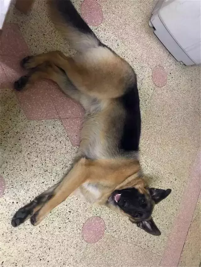 德國牧羊犬是女生最佳伴侶,但是這6點,讓德牧被眾多城市拒絕