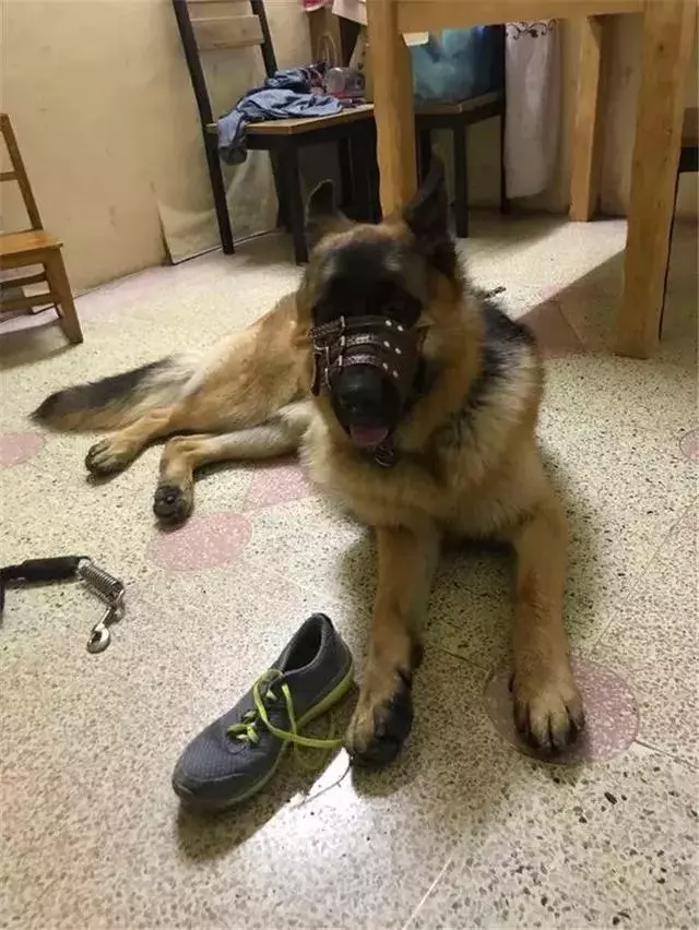 德國牧羊犬是女生最佳伴侶,但是這6點,讓德牧被眾多城市拒絕