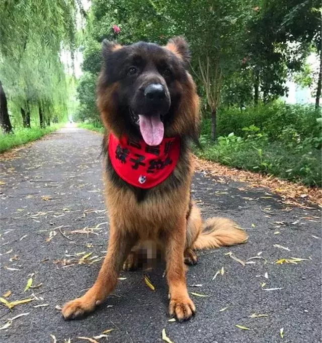 德國牧羊犬是女生最佳伴侶,但是這6點,讓德牧被眾多城市拒絕