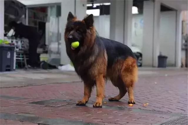 德國牧羊犬是女生最佳伴侶,但是這6點,讓德牧被眾多城市拒絕
