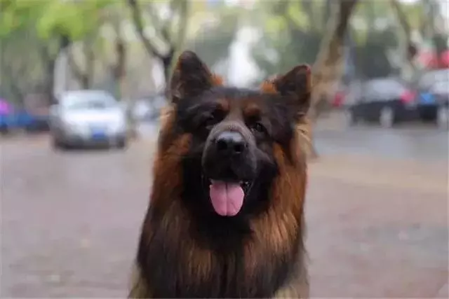 德國牧羊犬是女生最佳伴侶,但是這6點,讓德牧被眾多城市拒絕