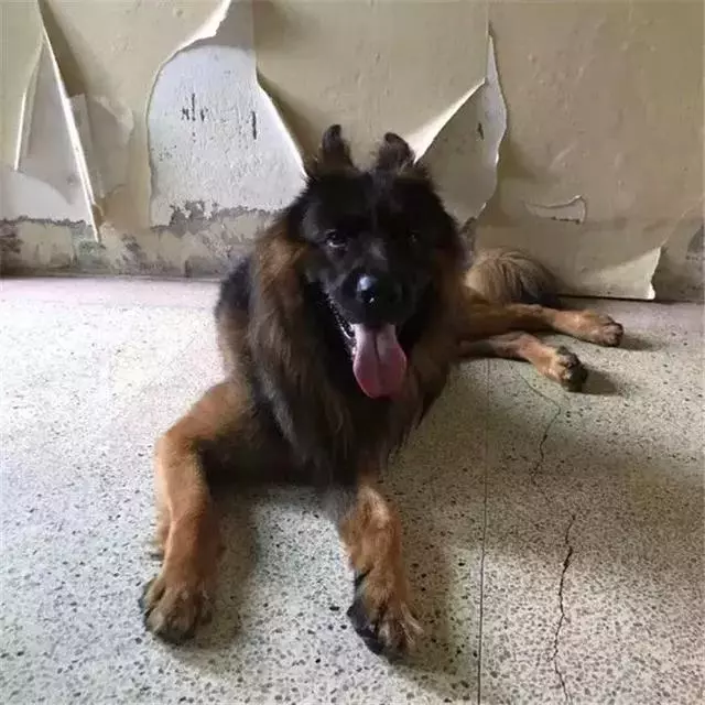 德國牧羊犬是女生最佳伴侶,但是這6點,讓德牧被眾多城市拒絕