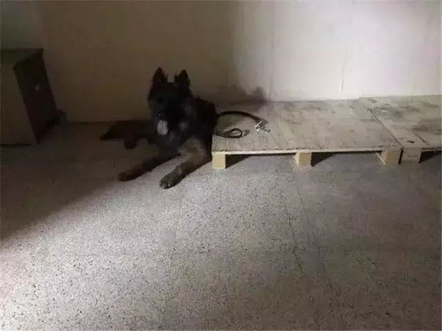 德國牧羊犬是女生最佳伴侶,但是這6點,讓德牧被眾多城市拒絕