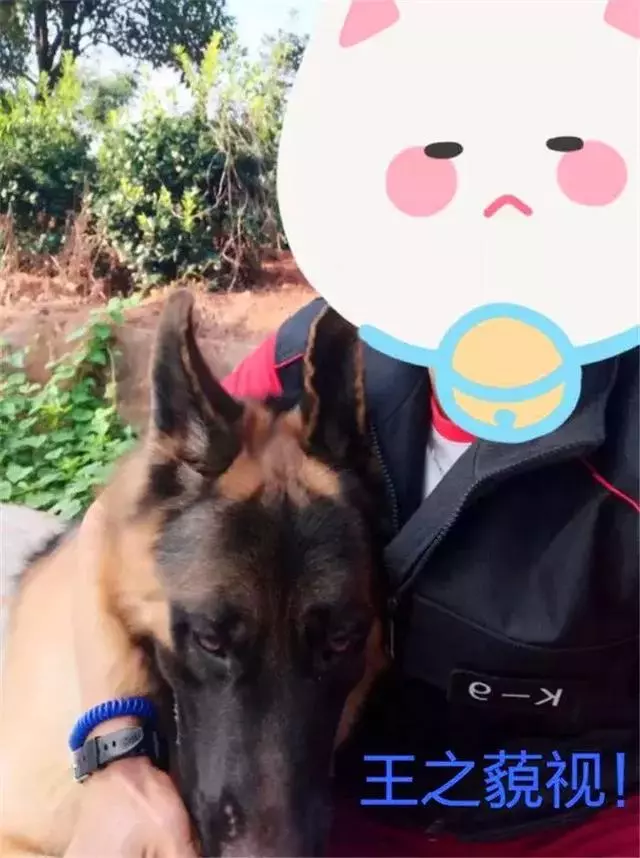 德國牧羊犬是女生最佳伴侶,但是這6點,讓德牧被眾多城市拒絕