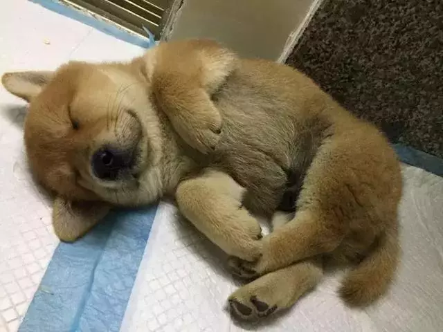 小倉鼠初見土狗弟弟,好奇用手去摸狗牙,主人:狗狗嘴裡沒象牙