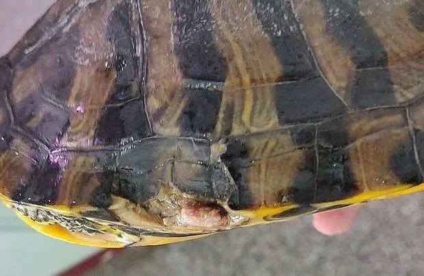養了8年的烏龜,被二哈一口咬壞,主人:燉了吧