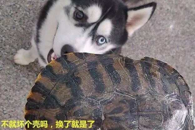 養了8年的烏龜,被二哈一口咬壞,主人:燉了吧