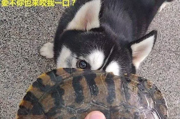 養了8年的烏龜,被二哈一口咬壞,主人:燉了吧
