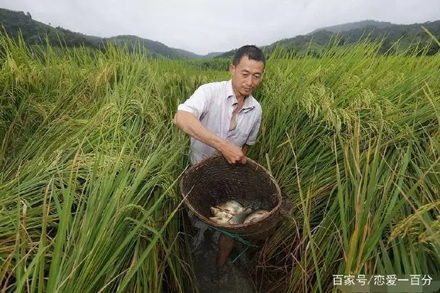 田間老父送來一包鹹魚,兒媳揮手丟在牆角,兒子撿起一看淚涌心頭