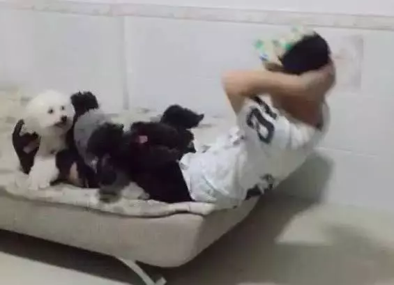 主人做仰臥起坐,泰迪自告奮勇,但結局卻讓人笑得差點岔氣