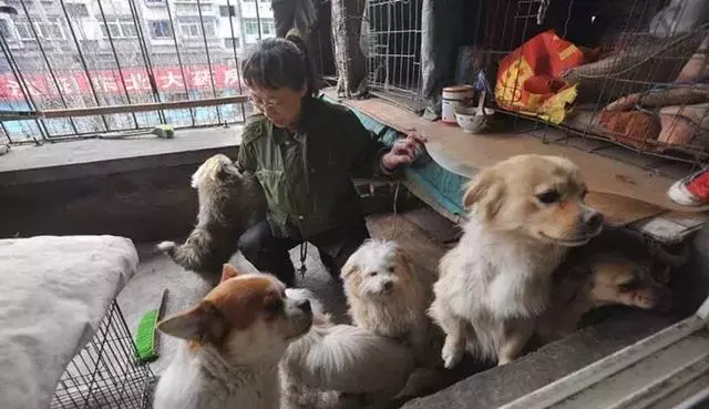 一對老人收養眾多流浪動物,全都養在家裡,網友評價:這是種病