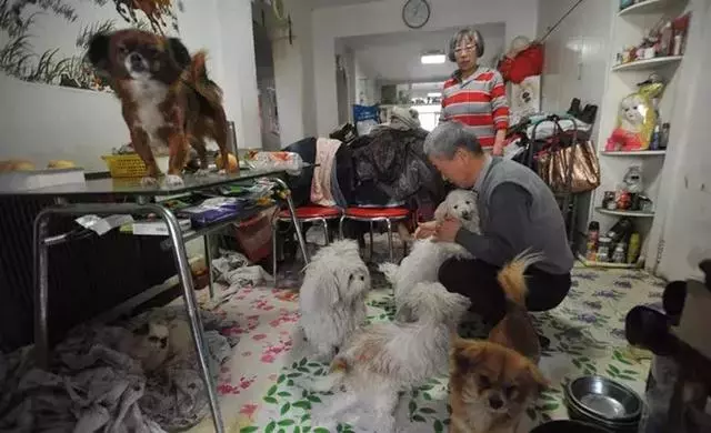 一對老人收養眾多流浪動物,全都養在家裡,網友評價:這是種病