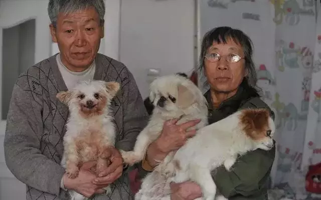 一對老人收養眾多流浪動物,全都養在家裡,網友評價:這是種病