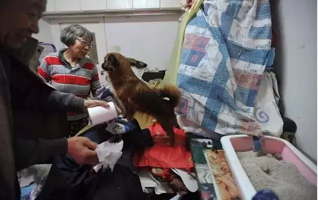 一對老人收養眾多流浪動物,全都養在家裡,網友評價:這是種病