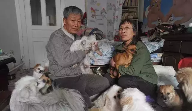 一對老人收養眾多流浪動物,全都養在家裡,網友評價:這是種病