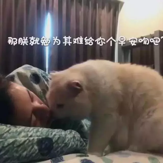 折耳貓左右打臉叫起床,主人賴床不起,親吻主人後卻聞到了魚乾味