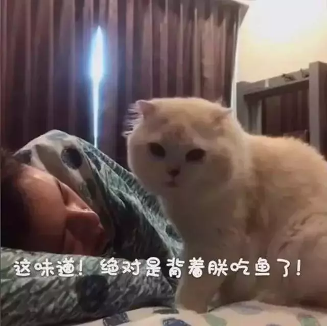 折耳貓左右打臉叫起床,主人賴床不起,親吻主人後卻聞到了魚乾味