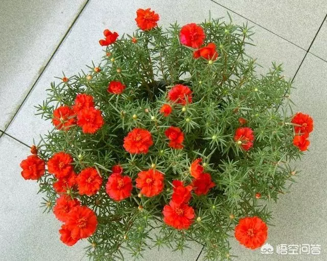 太陽花幾月份種比較好?種時要注意什麼?