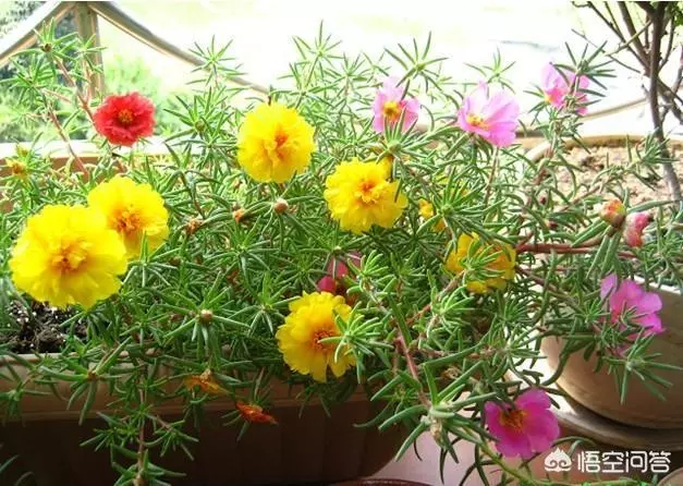太陽花幾月份種比較好?種時要注意什麼?