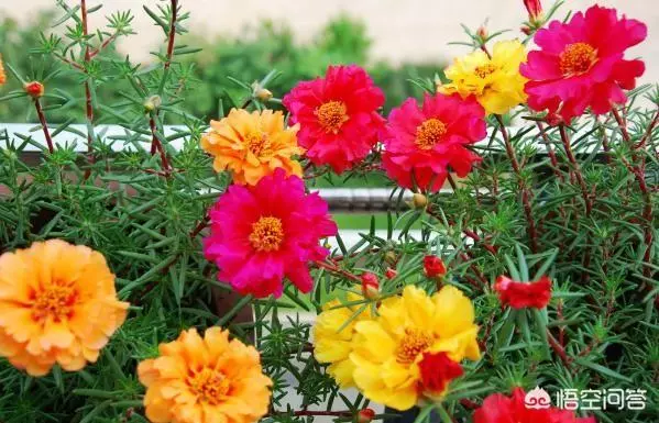 太陽花幾月份種比較好?種時要注意什麼?