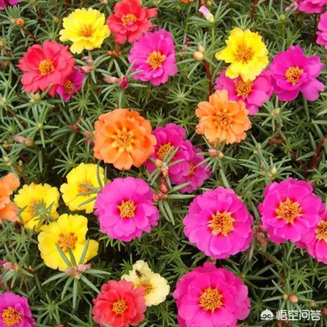 太陽花幾月份種比較好?種時要注意什麼?