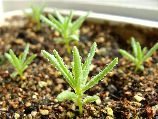 太陽花幾月份種比較好?種時要注意什麼?