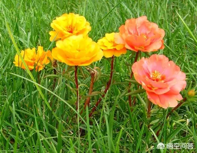 太陽花幾月份種比較好?種時要注意什麼?