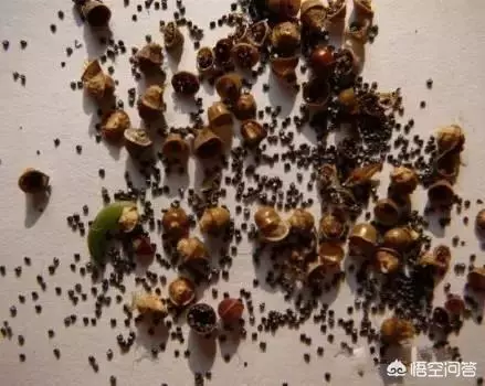 太陽花幾月份種比較好?種時要注意什麼?