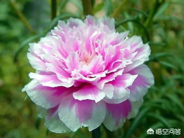 太陽花幾月份種比較好?種時要注意什麼?