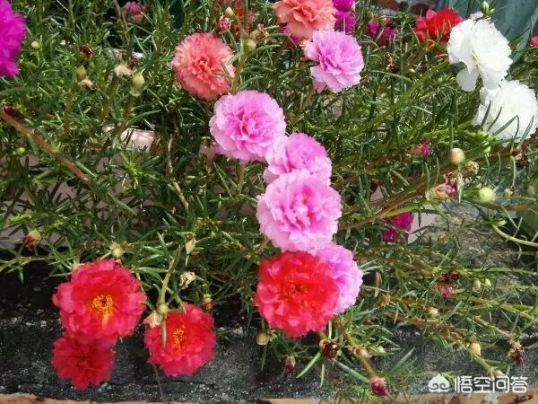 太陽花幾月份種比較好?種時要注意什麼?