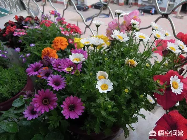 太陽花幾月份種比較好?種時要注意什麼?