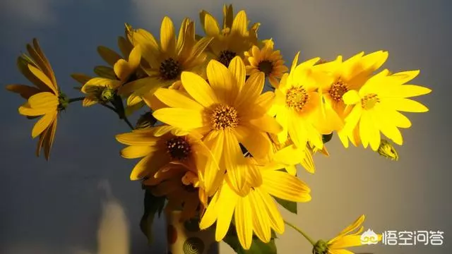 太陽花幾月份種比較好?種時要注意什麼?