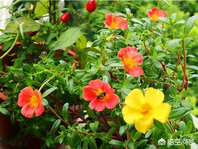 太陽花幾月份種比較好?種時要注意什麼?