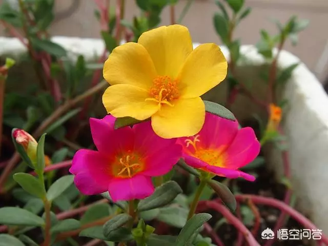 太陽花幾月份種比較好?種時要注意什麼?