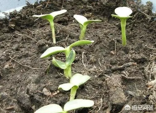 太陽花幾月份種比較好?種時要注意什麼?