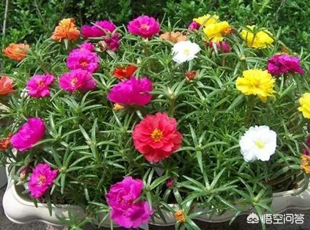 太陽花幾月份種比較好?種時要注意什麼?