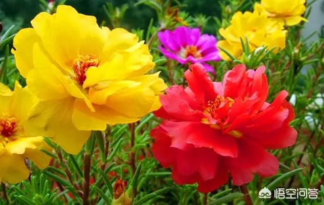 太陽花幾月份種比較好?種時要注意什麼?